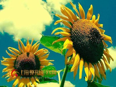丰太阳穴究竟疼不疼